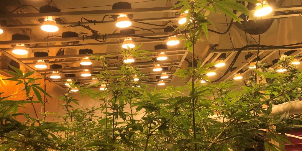 grow lights grow lights