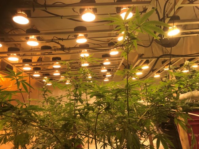 grow lights grow lights